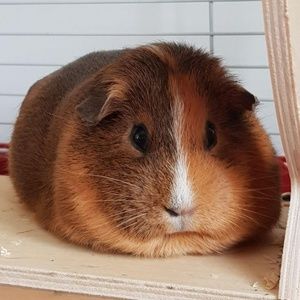 Meet your Posher, Martha